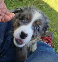 BMM1, a male Australian Shepherd for sale in Bowler, WI – 3 of 7