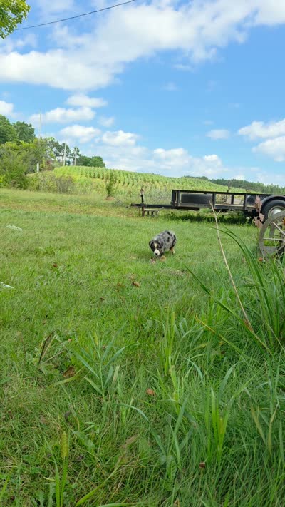 BMM1, a male Australian Shepherd for sale in Bowler, WI – 4 of 9