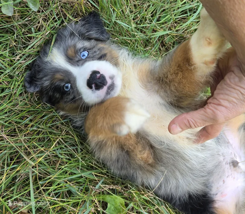 BMM1 – Australian Shepherd puppy for sale in Bowler, WI