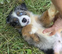 BMM1, a male Australian Shepherd for sale in Bowler, WI – 1 of 7