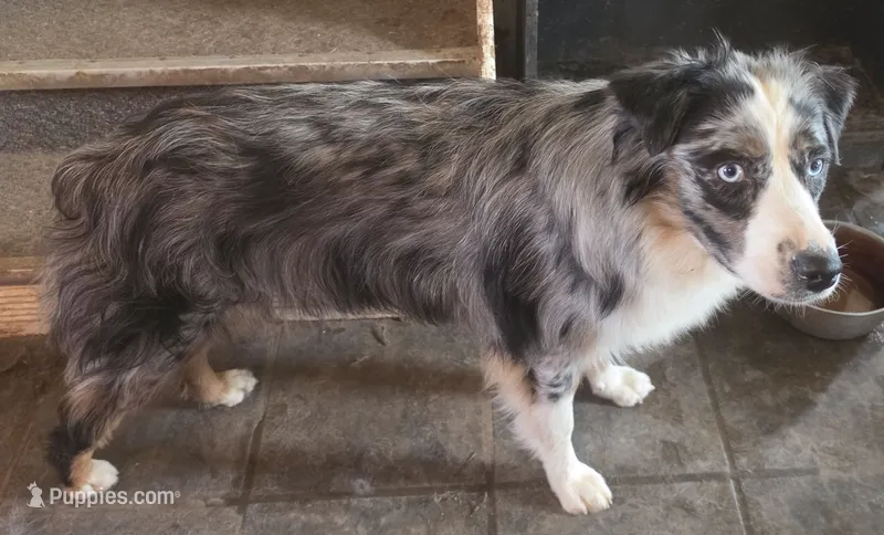 Sissy – Australian Shepherd puppy for sale in Bowler, WI