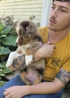 RMM3, a male Australian Shepherd for sale in Bowler, WI – 6 of 6