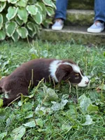 RTM1, a male Australian Shepherd for sale in Bowler, WI – 2 of 7
