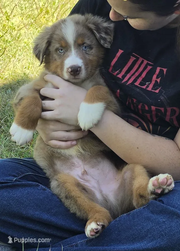 RMM2 – Australian Shepherd puppy for sale in Bowler, WI