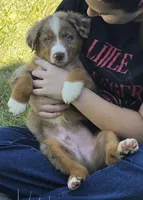 RMM2, a male Australian Shepherd for sale in Bowler, WI – 1 of 5