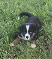 Cubby, a male Australian Shepherd for sale in Bowler, WI – 7 of 9