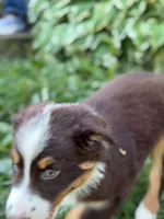 RTM1, a male Australian Shepherd for sale in Bowler, WI – 3 of 7