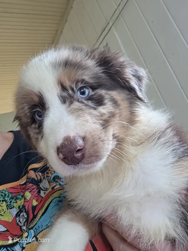 RMM1 – Australian Shepherd puppy on hold in Bowler, WI