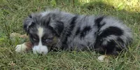 BMM1, a male Australian Shepherd for sale in Bowler, WI – 6 of 7