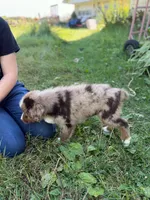 RMM3, a male Australian Shepherd for sale in Bowler, WI – 2 of 6