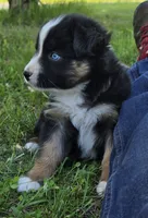 Cubby, a male Australian Shepherd for sale in Bowler, WI – 3 of 9