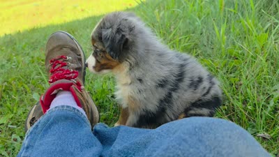 BMM1, a male Australian Shepherd for sale in Bowler, WI – 6 of 9