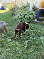 RTM2, a male Australian Shepherd for sale in Bowler, WI – 4 of 10
