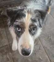 Sissy, a female Australian Shepherd for sale in Bowler, WI – 2 of 3
