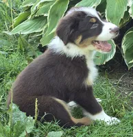 RTM1, a male Australian Shepherd for sale in Bowler, WI – 6 of 7