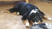 Trooper, a male Australian Shepherd for sale in Bowler, WI – 2 of 3