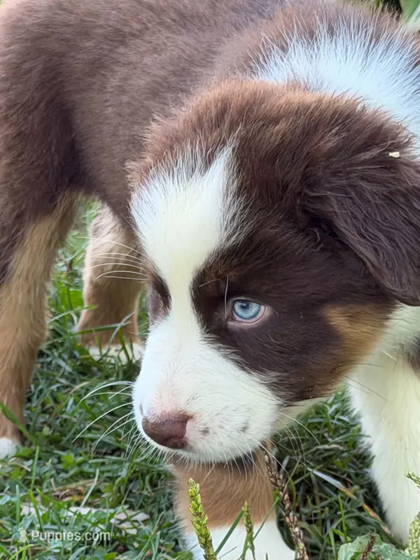 RTM2 – Australian Shepherd puppy for sale in Bowler, WI