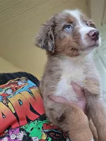 RMM2, a male Australian Shepherd for sale in Bowler, WI – 3 of 5