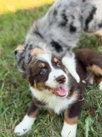 RTM1, a male Australian Shepherd for sale in Bowler, WI – 5 of 7