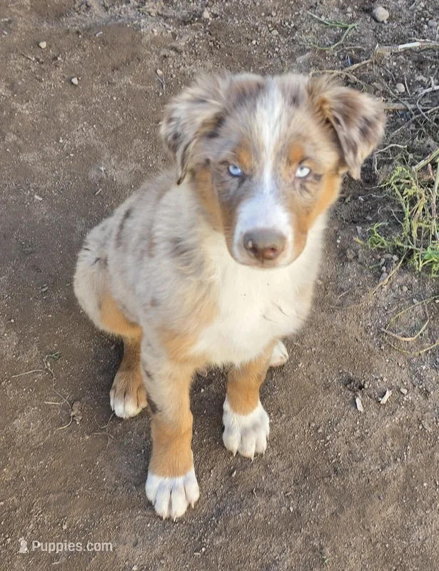 RMM2 "Houdini" – Australian Shepherd puppy for sale in Bowler, WI