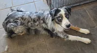 Sissy, a female Australian Shepherd for sale in Bowler, WI – 4 of 4