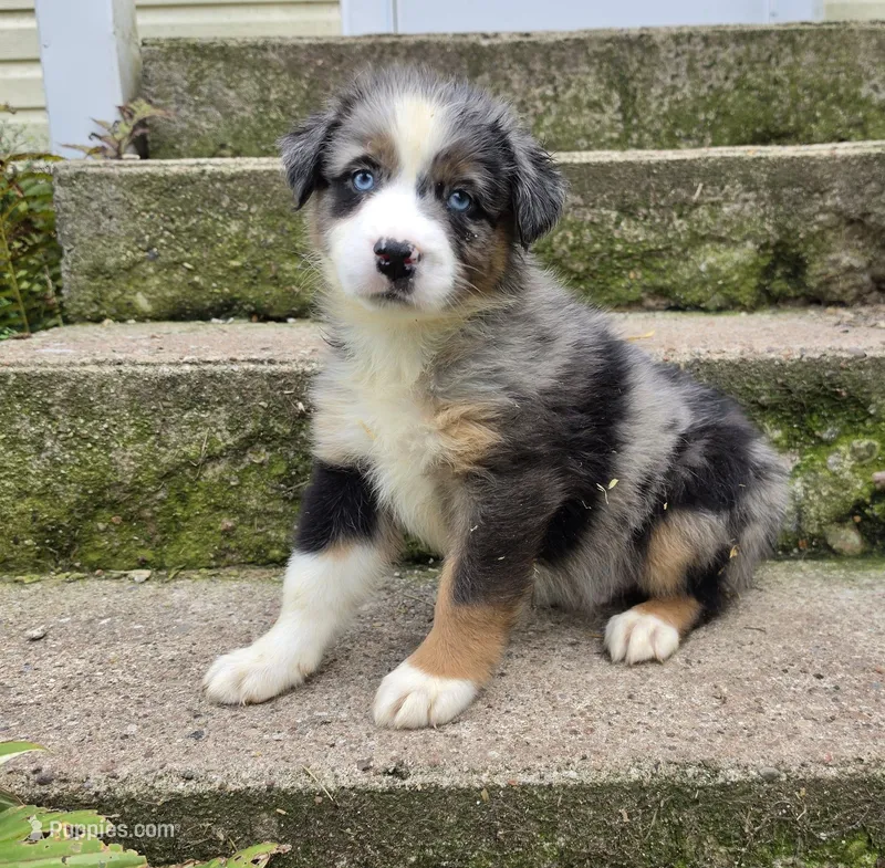 BMM3 – Australian Shepherd puppy for sale in Bowler, WI
