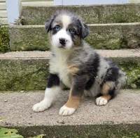 BMM3, a male Australian Shepherd for sale in Bowler, WI – 1 of 6