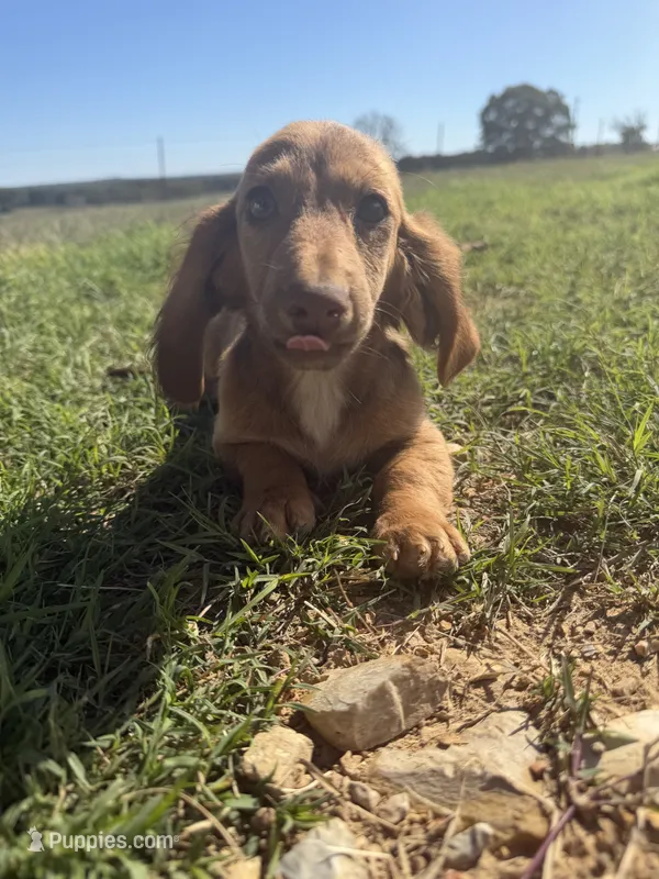 Sam – Miniature Dachshund puppy for sale in Dora, MO