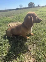 Sam, a male Miniature Dachshund for sale in Dora, MO – 3 of 3