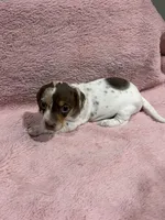 Penny, a female Miniature Dachshund for sale in Dora, MO – 2 of 4