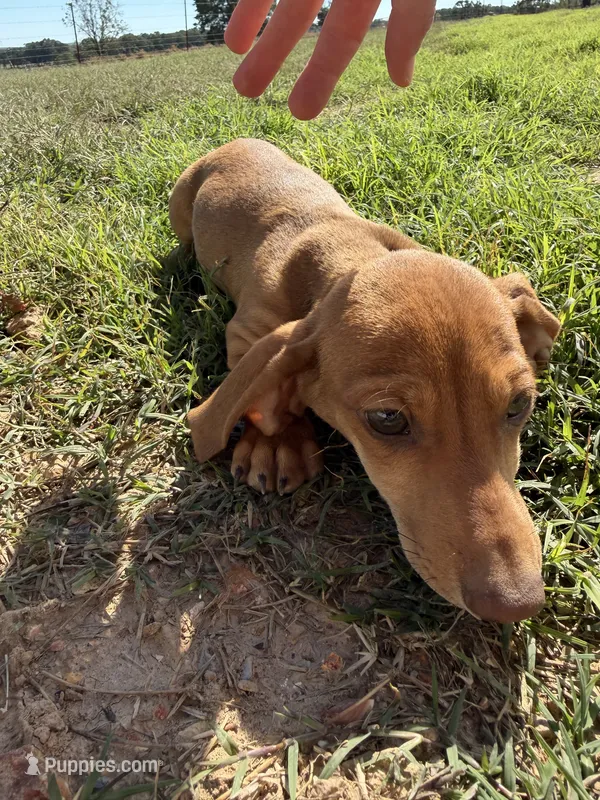 Todd – Miniature Dachshund puppy for sale in Dora, MO