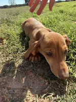 Todd, a male Miniature Dachshund for sale in Dora, MO – 1 of 3