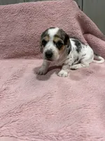 Sadie, a female Miniature Dachshund for sale in Dora, MO – 3 of 4