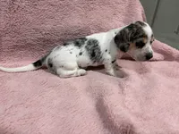 Sadie, a female Miniature Dachshund for sale in Dora, MO – 1 of 4