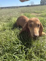 Todd, a male Miniature Dachshund for sale in Dora, MO – 3 of 3