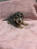Maya, a female Miniature Dachshund for sale in Dora, MO – 2 of 4