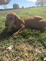 Copper, a male Miniature Dachshund for sale in Dora, MO – 2 of 2