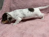 Penny, a female Miniature Dachshund for sale in Dora, MO – 4 of 4