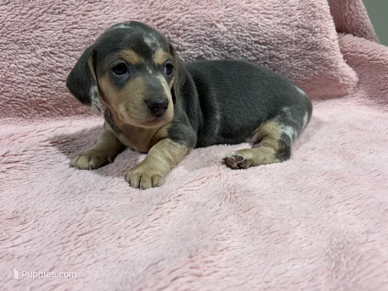 Maya – Miniature Dachshund puppy for sale in Dora, MO