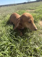 Todd, a male Miniature Dachshund for sale in Dora, MO – 2 of 3