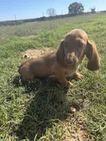 Sam, a male Miniature Dachshund for sale in Dora, MO – 2 of 3