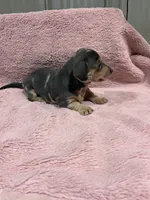 Maya, a female Miniature Dachshund for sale in Dora, MO – 3 of 4
