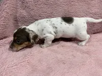 Penny, a female Miniature Dachshund for sale in Dora, MO – 3 of 4