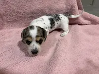 Sadie, a female Miniature Dachshund for sale in Dora, MO – 2 of 4