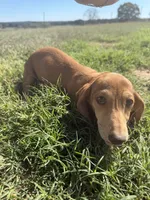 Copper, a male Miniature Dachshund for sale in Dora, MO – 1 of 2