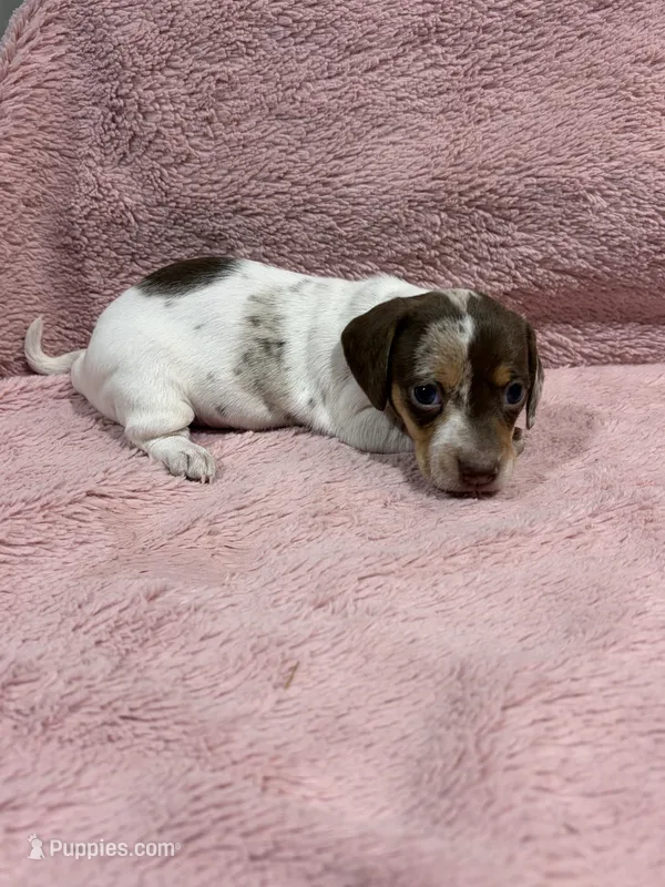 Penny – Miniature Dachshund puppy for sale in Dora, MO