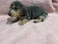 Maya, a female Miniature Dachshund for sale in Dora, MO – 4 of 4
