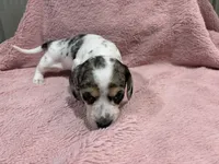 Sadie, a female Miniature Dachshund for sale in Dora, MO – 4 of 4