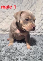 Teddy, a male American Bully for sale in Spartanburg, SC – 2 of 5
