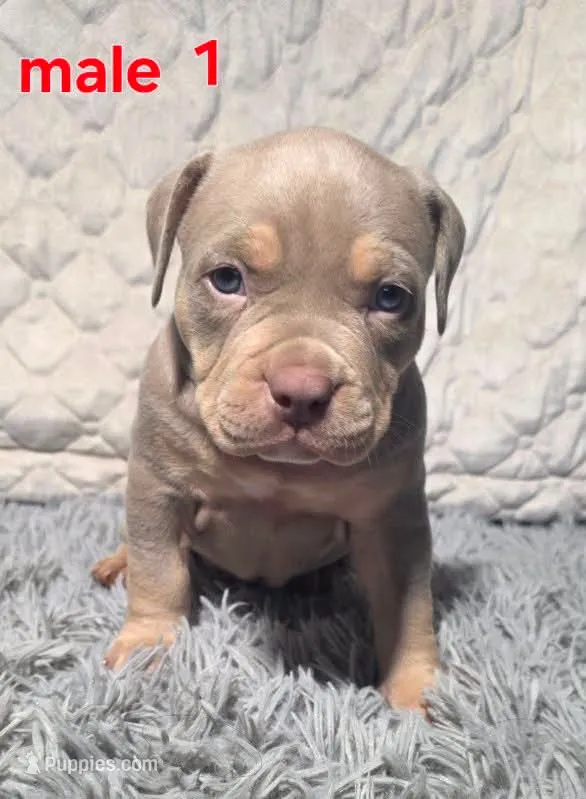 Teddy, a male American Bully for sale in Spartanburg, SC – 1 of 5